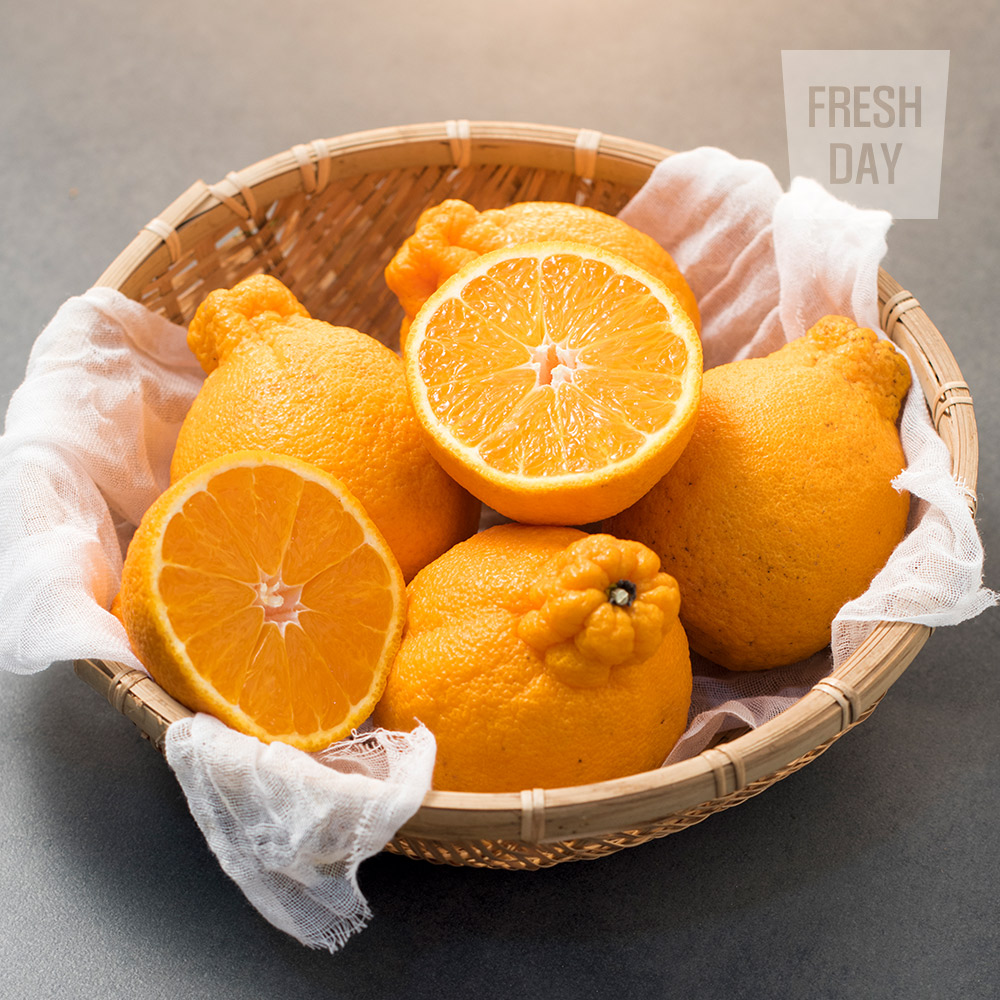 달콤새콤 제주 한라봉 선물세트