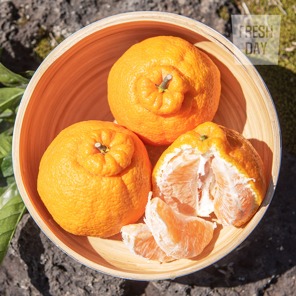 달콤새콤 제주 한라봉 선물세트