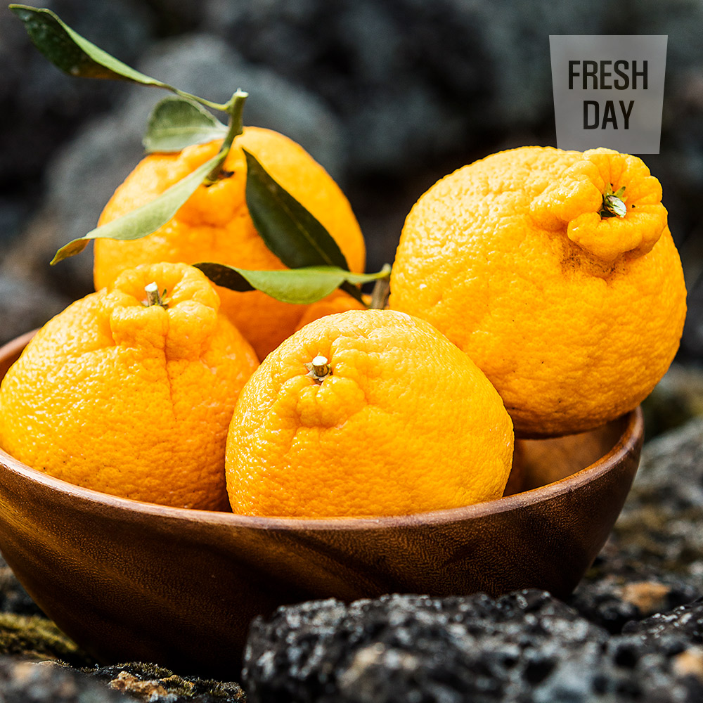 달콤새콤 제주 한라봉 선물세트