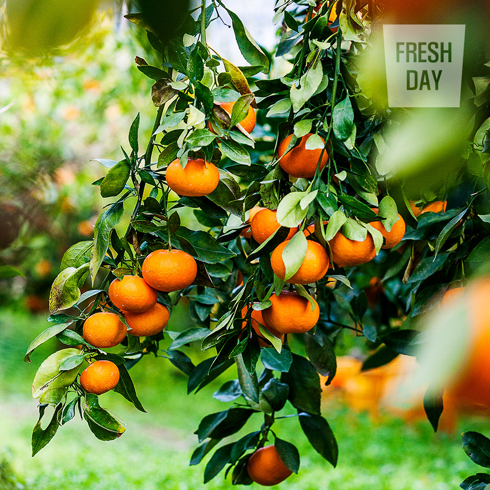 달콤상큼 제주 천혜향 선물세트