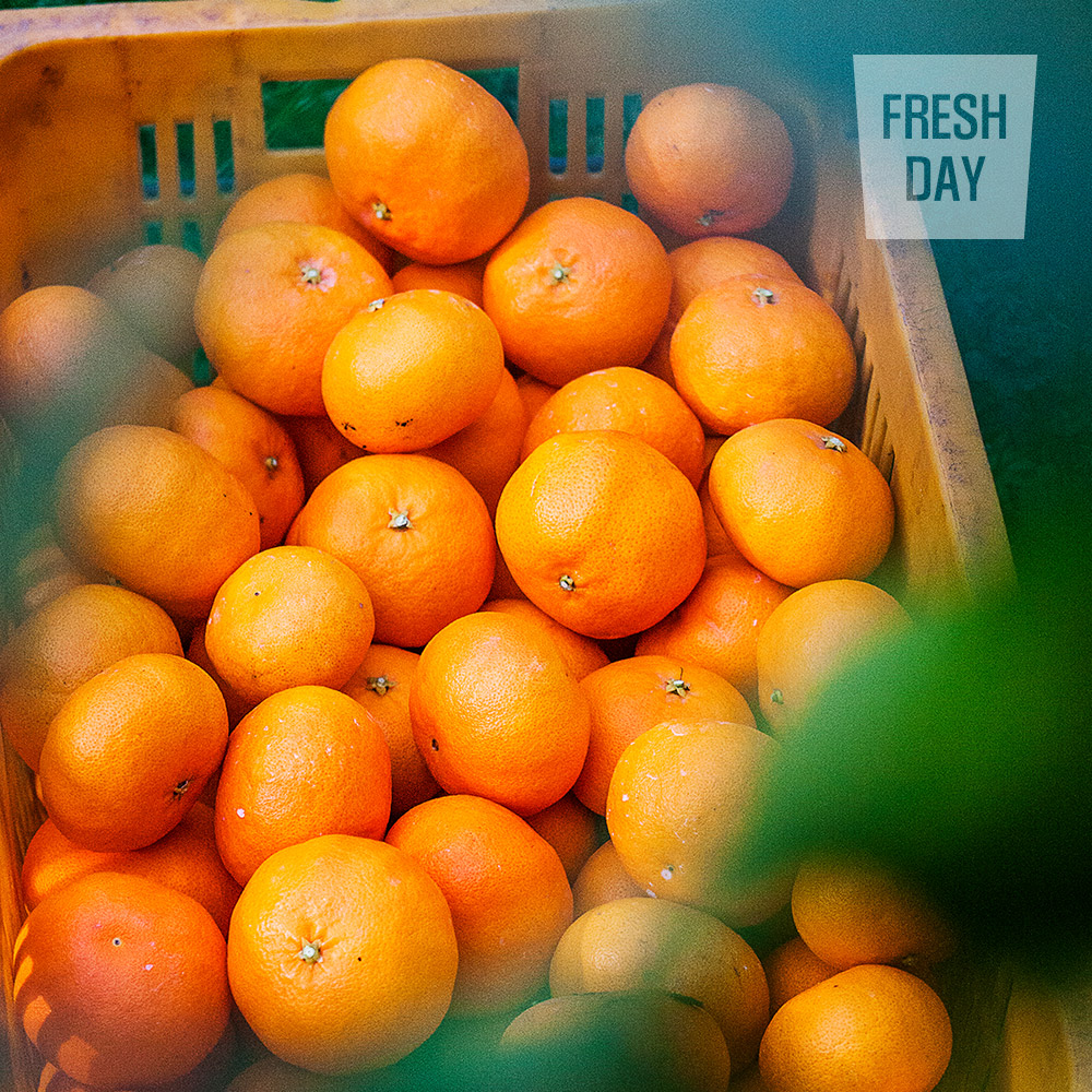 달콤상큼 제주 천혜향 선물세트