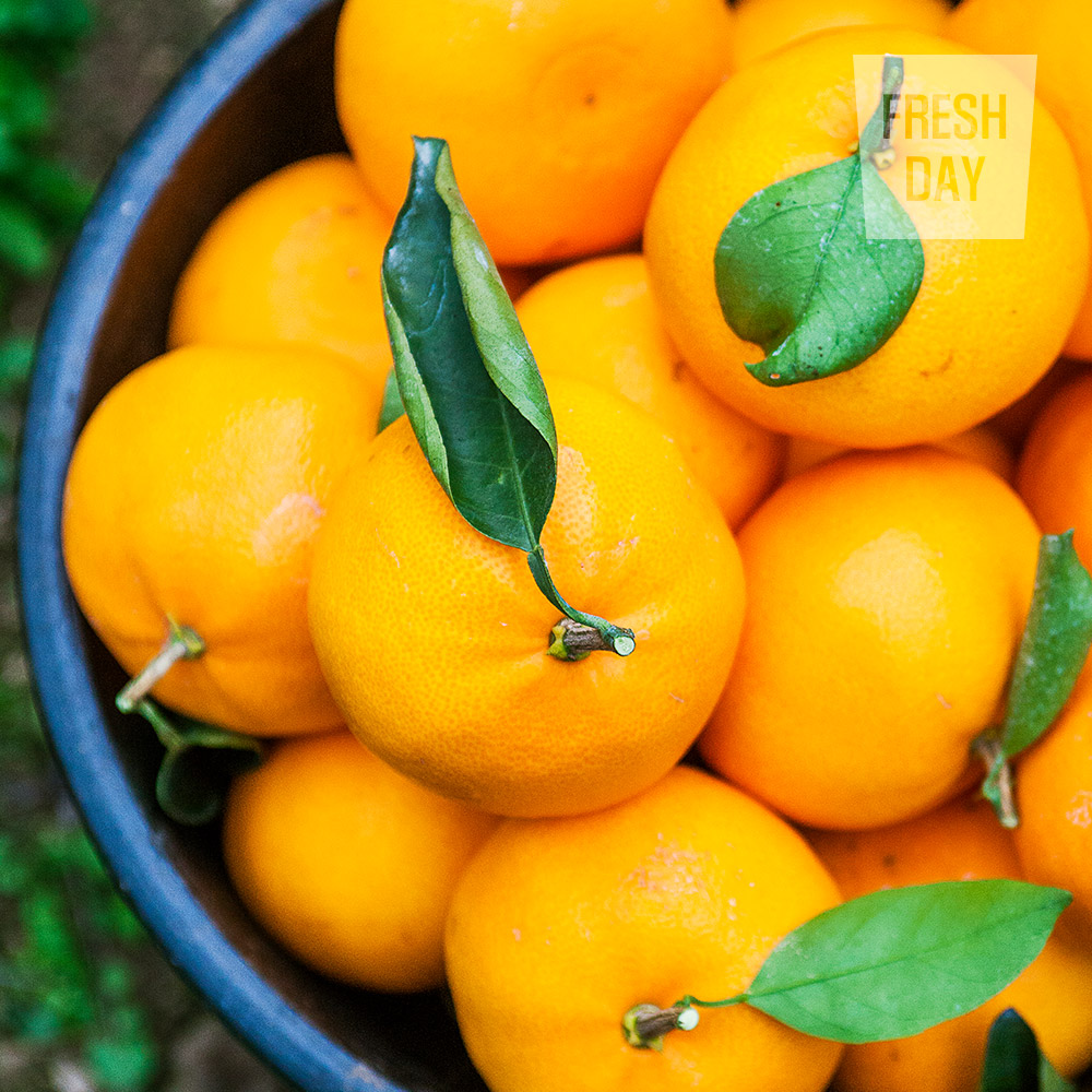 달콤상큼 제주 천혜향 선물세트