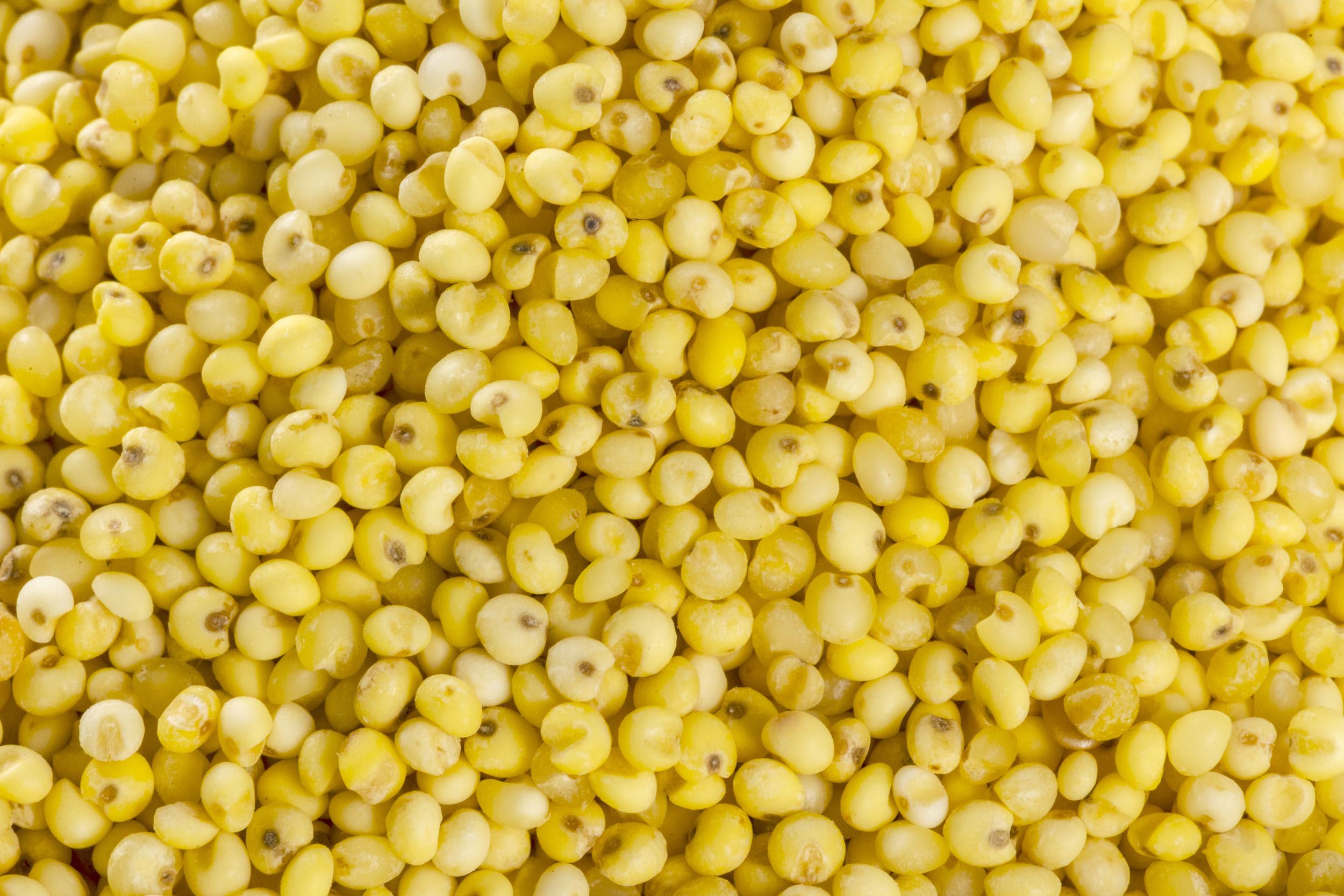 국산 기장 500g 콩사랑영농조합