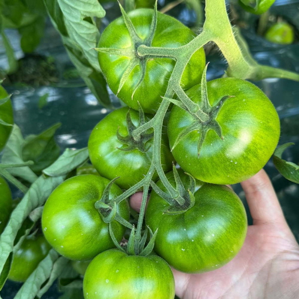 산지직송 햇 대저 토마토 1kg