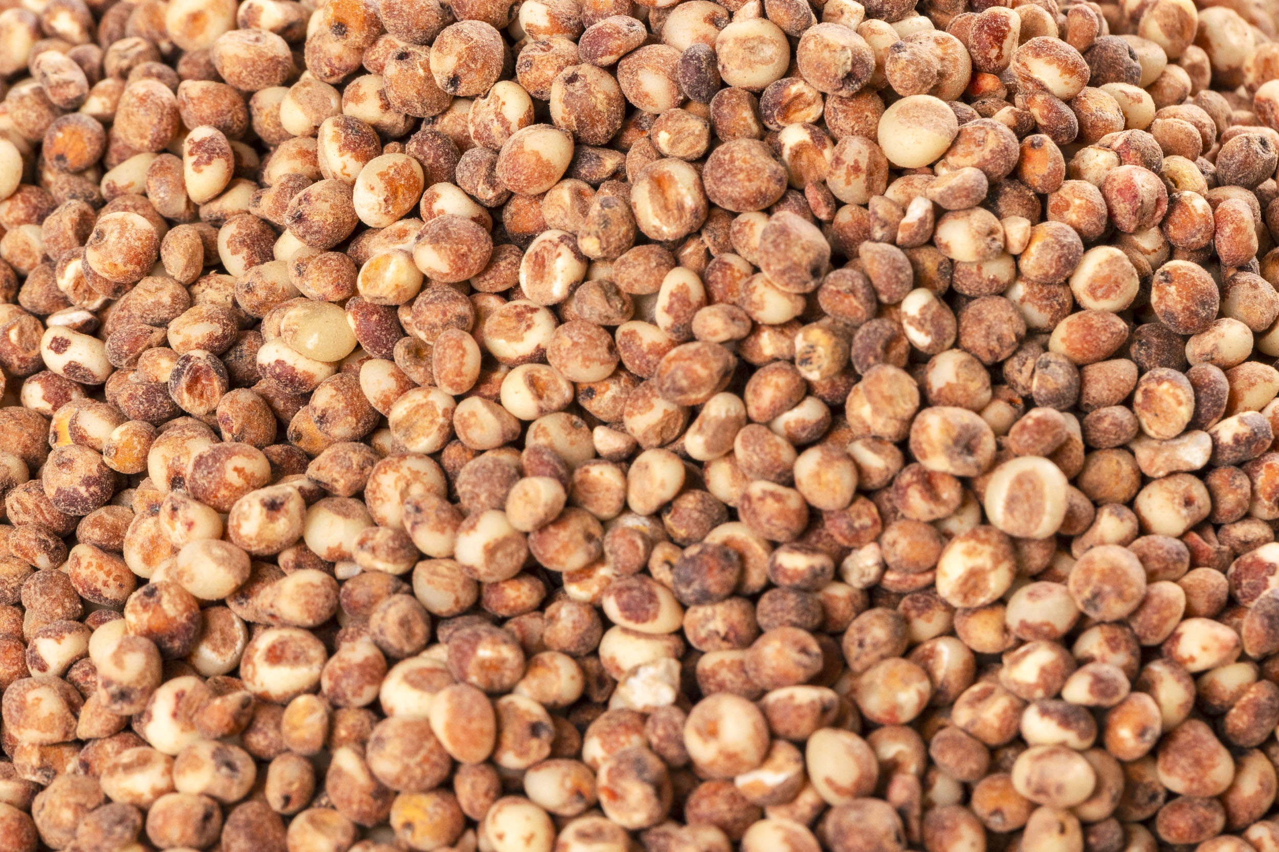 국산 수수 500g 콩사랑영농조합