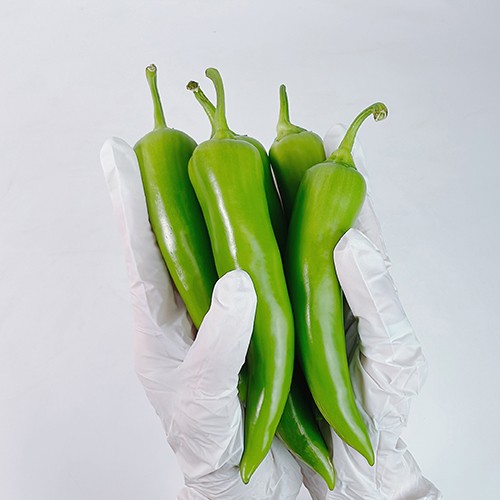 관우농가 당조고추