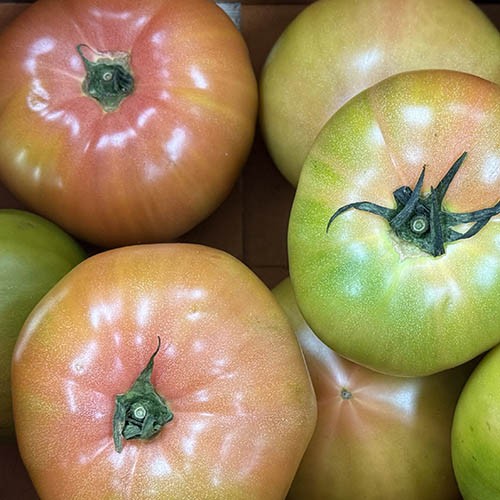 관우농가 대저 완숙 토마토