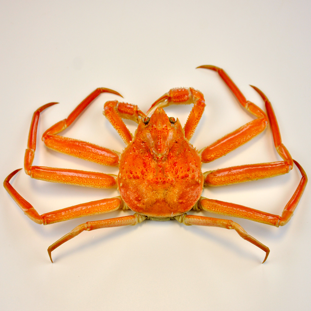 국내산 후포리 자숙 박달홍게 대 4kg (8-10미) 산지직송 수율 중등급 살 꽉 찬 홍게