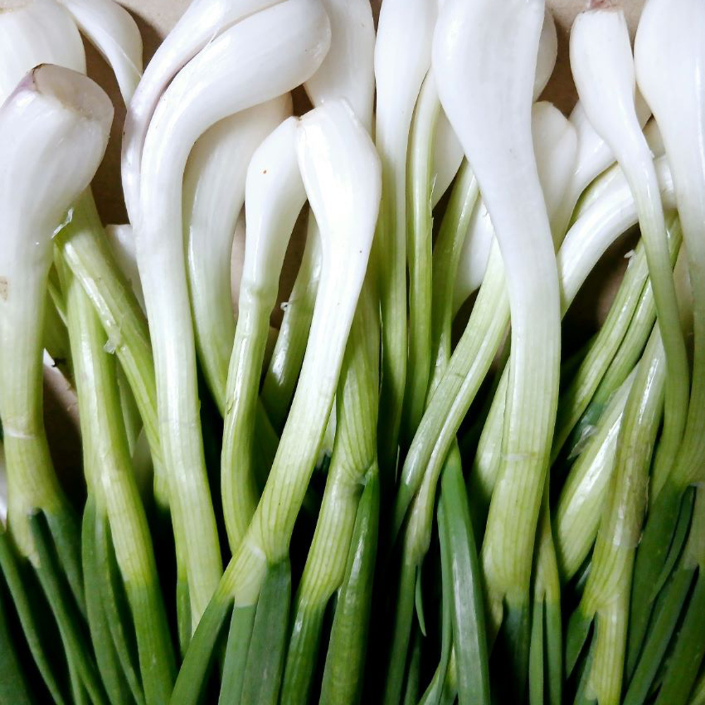 당일 손질 깐쪽파 산지직송