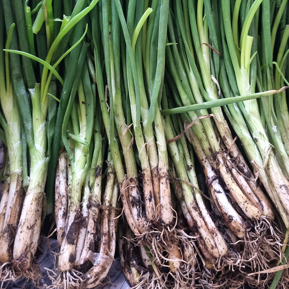 당일 수확 흙쪽파 산지직송