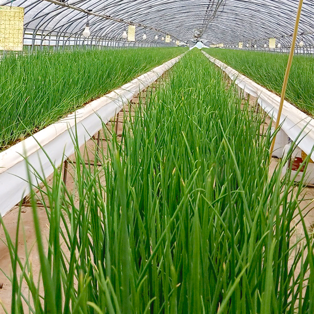 당일 수확 흙쪽파 산지직송