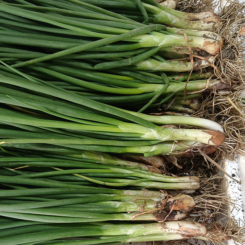 당일 수확 흙쪽파 산지직송