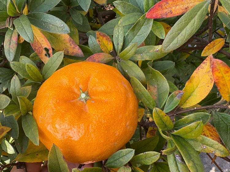 제주 프리미엄 고당도 윈터프린스