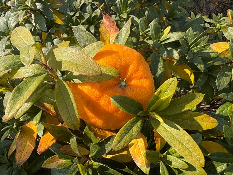 제주 프리미엄 고당도 윈터프린스