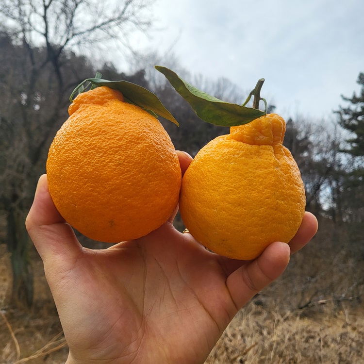 제주 산지직송 한라봉 레드향 가정용