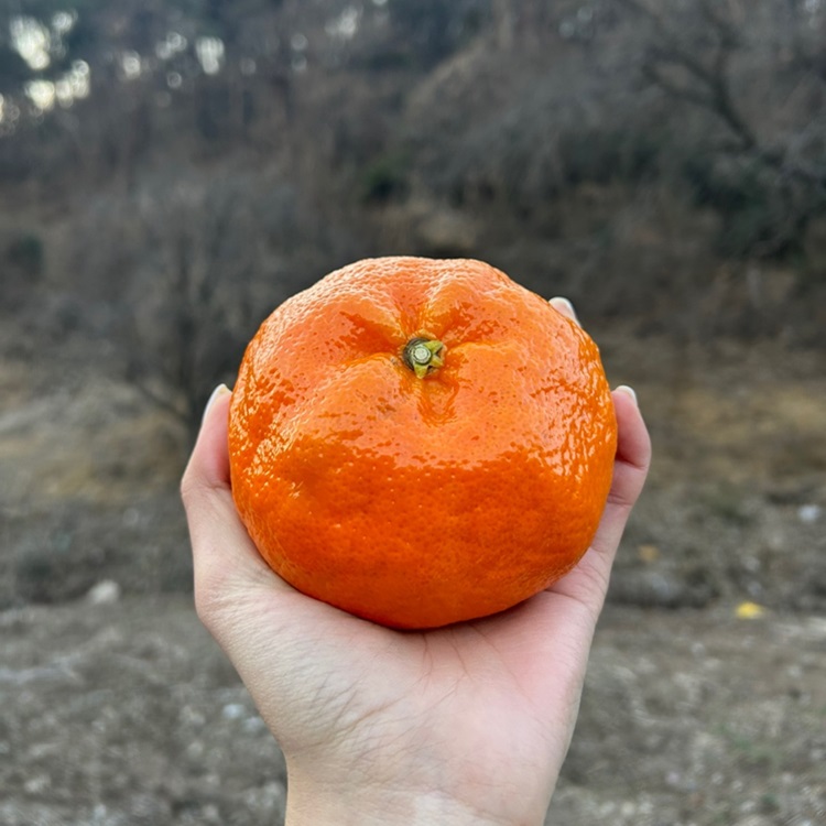 제주 산지직송 한라봉 레드향 가정용