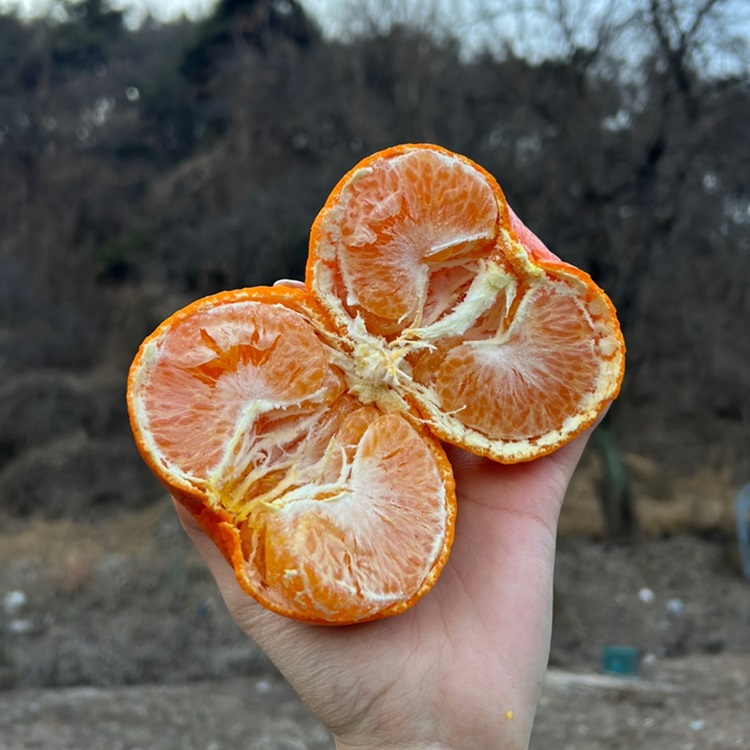 제주 산지직송 한라봉 레드향 가정용