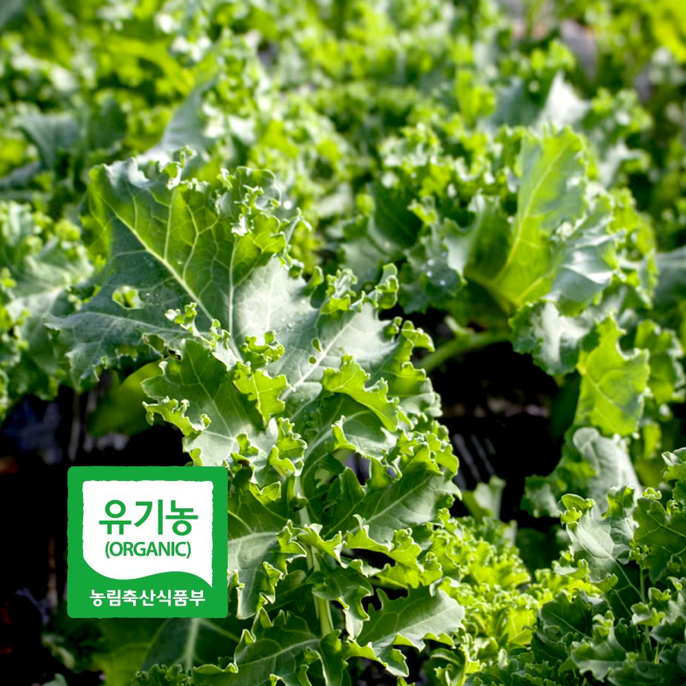 초록초록팜 국내산 유기농 곱슬 케일 2kg 3kg 신선채소 산지직송 샐러드용 즙용 건강 야채 친환경 ZU