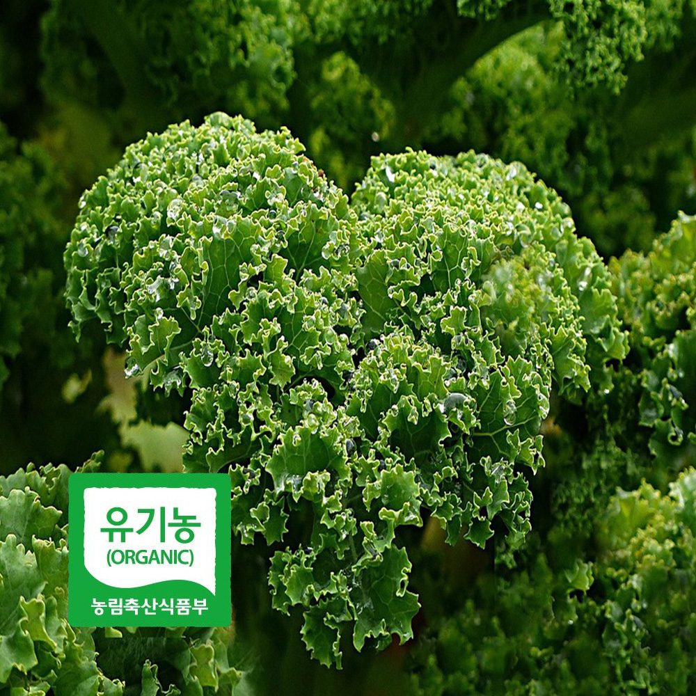 초록초록팜 국내산 유기농 곱슬 케일 2kg 3kg 신선채소 산지직송 샐러드용 즙용 건강 야채 친환경 ZU 대표이미지 섬네일