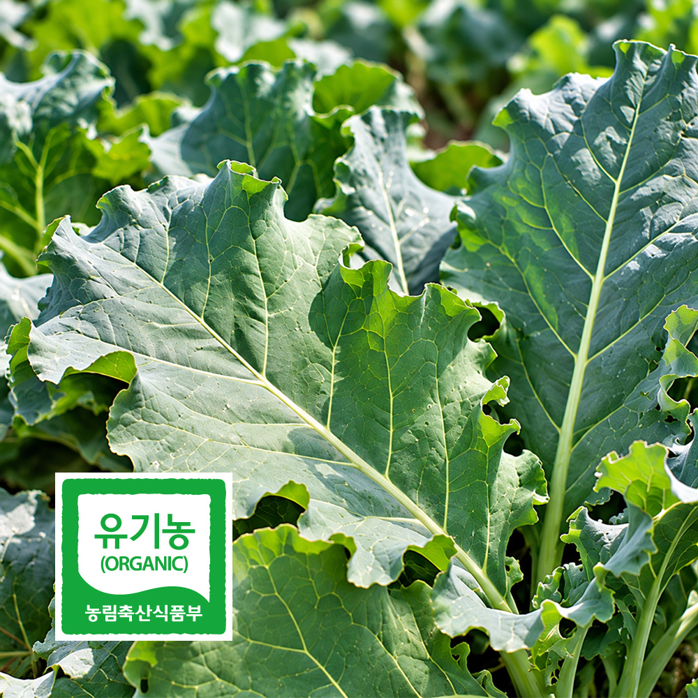 초록초록팜 국내산 유기농 케일 2kg 3kg 신선채소 산지직송 샐러드용 즙용 건강 야채 친환경 ZU