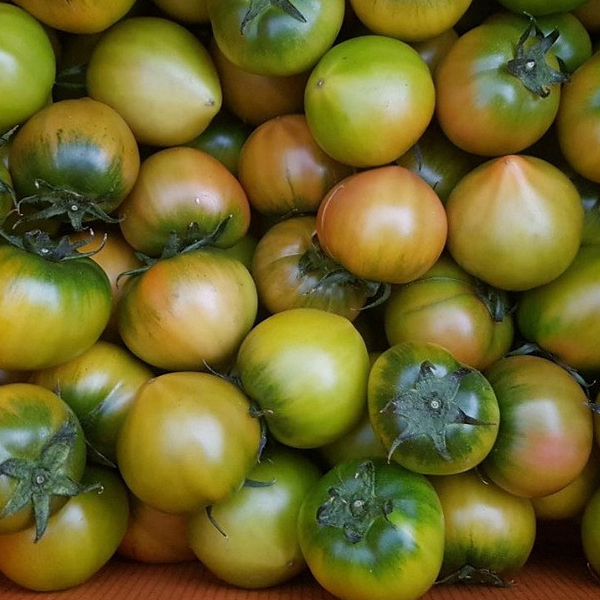 [참마루] 무농약 대저 짭짤이 토마토 2.5kg(M)