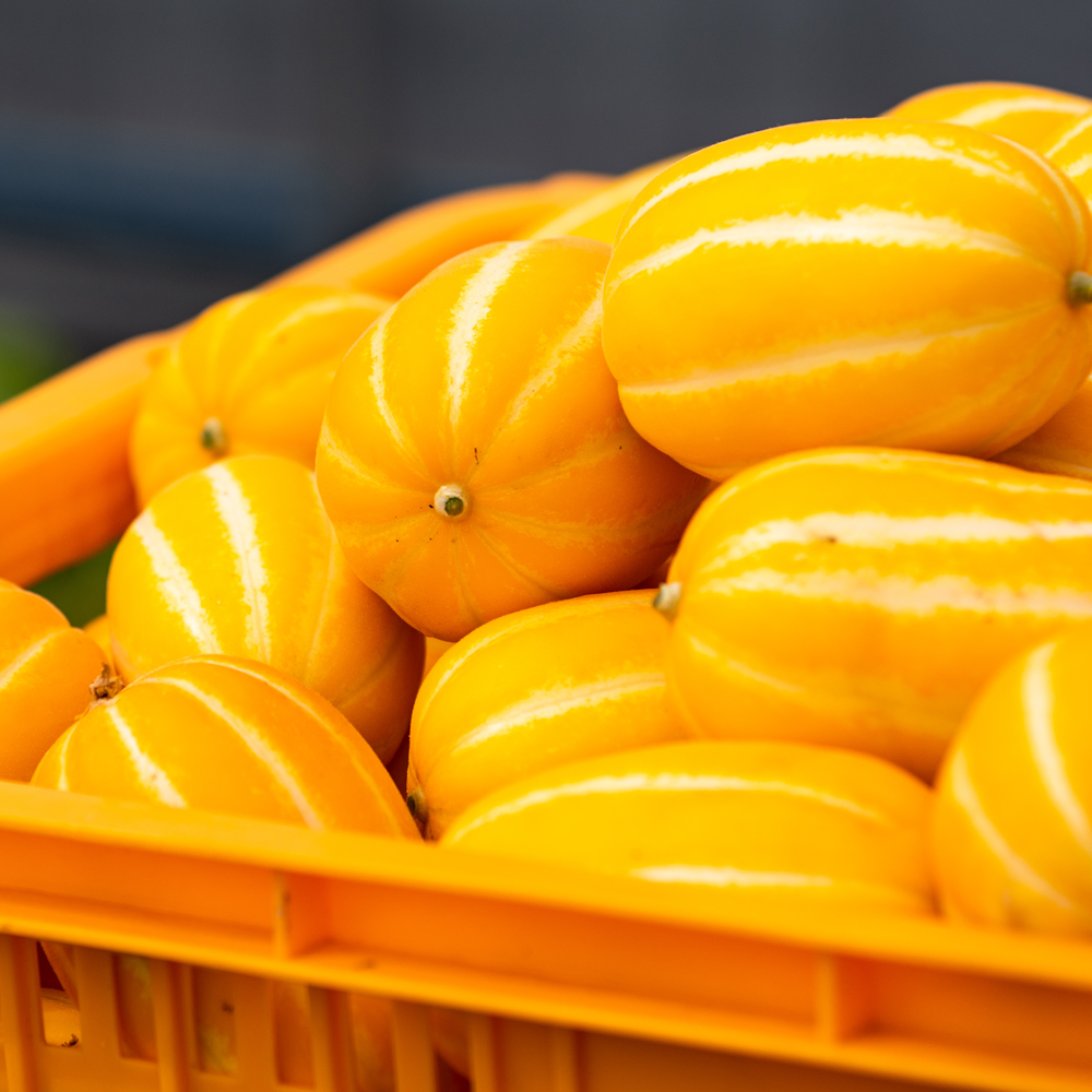 꿀참외 성주 참외 특품 2kg (5-8과) 산지직송 당도보장 LD