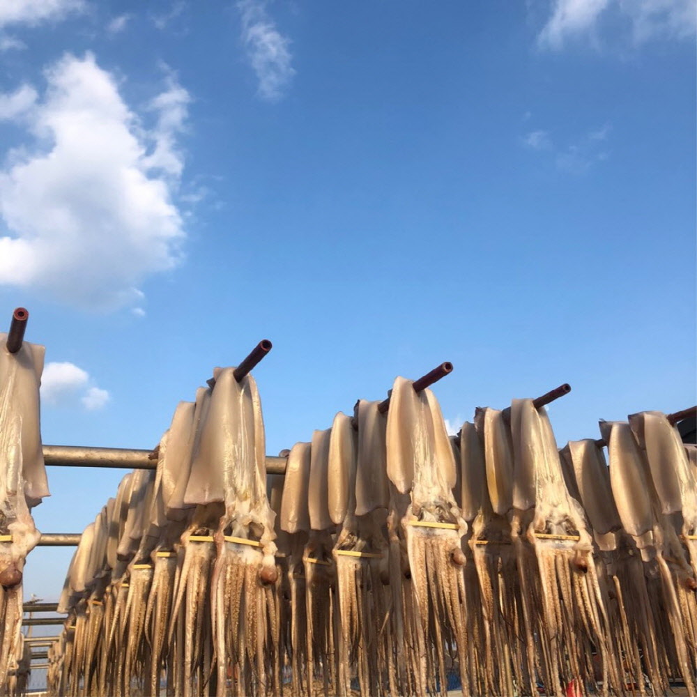 쫄깃한 구룡포 반건조 오징어 5미 550g-1.2kg