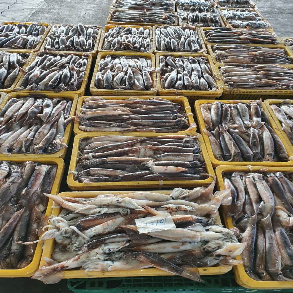 쫄깃한 구룡포 반건조 오징어 5미 550g-1.2kg