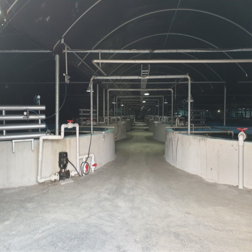 자포니카 손질 민물장어 700g이상 /소스2종/초생강