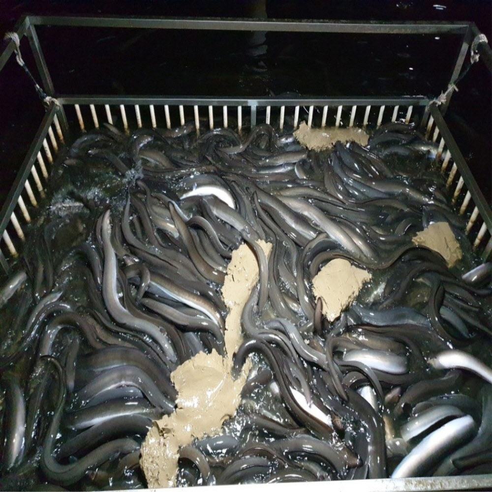 자포니카 손질 민물장어 700g이상 /소스2종/초생강