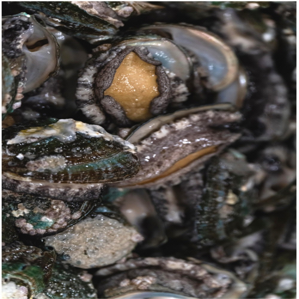 국내 완도산 신선한 활 전복 1kg 사이즈 별 골라담기