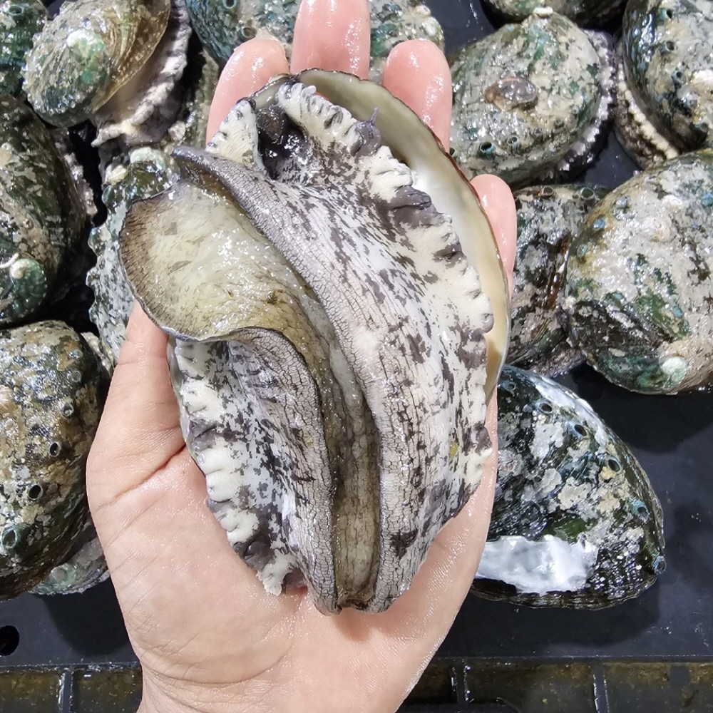 완도 활 전복 1kg 사이즈 별 골라담기