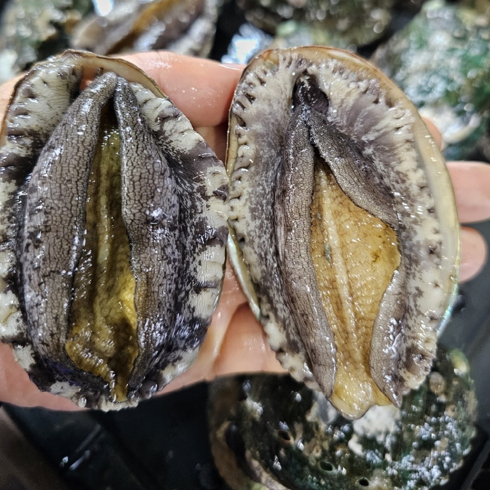 완도 활 전복 1kg 사이즈 별 골라담기