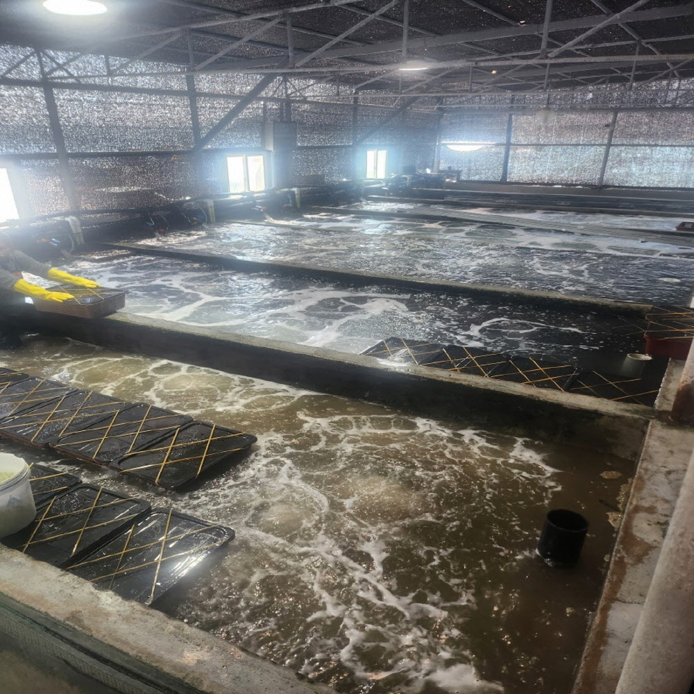 국내 완도산 신선한 활 전복 1kg 사이즈 별 골라담기