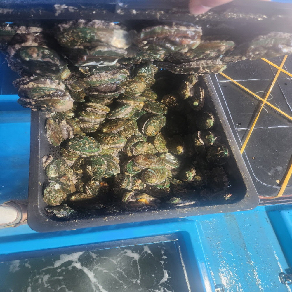 국내 완도산 신선한 활 전복 1kg 사이즈 별 골라담기