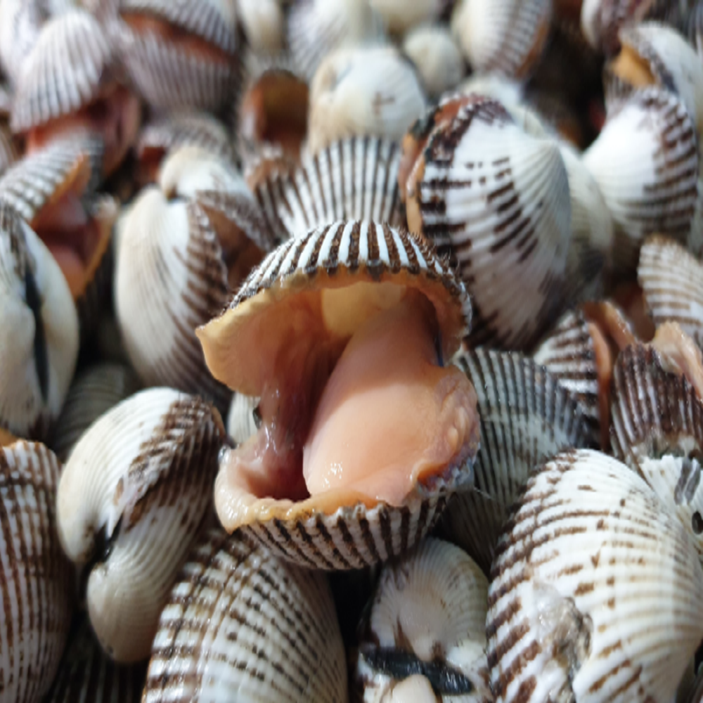 남해 벌교산 새꼬막 1kg 크기별 사이즈 선택 (대,상,중,소)