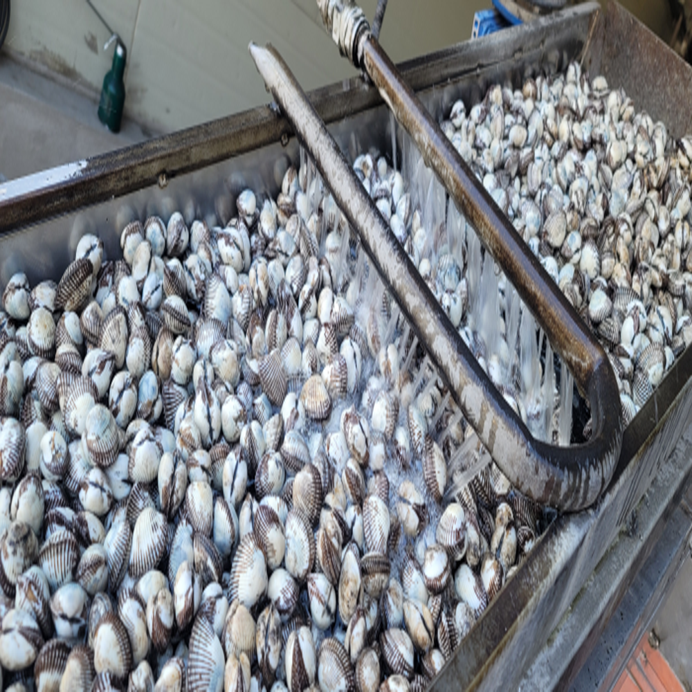 남해 벌교산 새꼬막 1kg 크기별 사이즈 선택 (대,상,중,소)