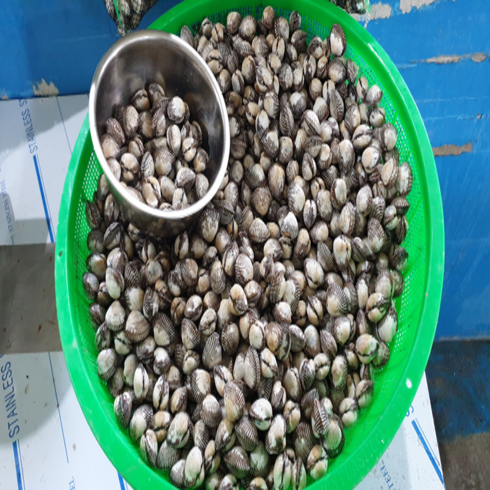 남해 벌교산 새꼬막 1kg 크기별 사이즈 선택 (대,상,중,소)