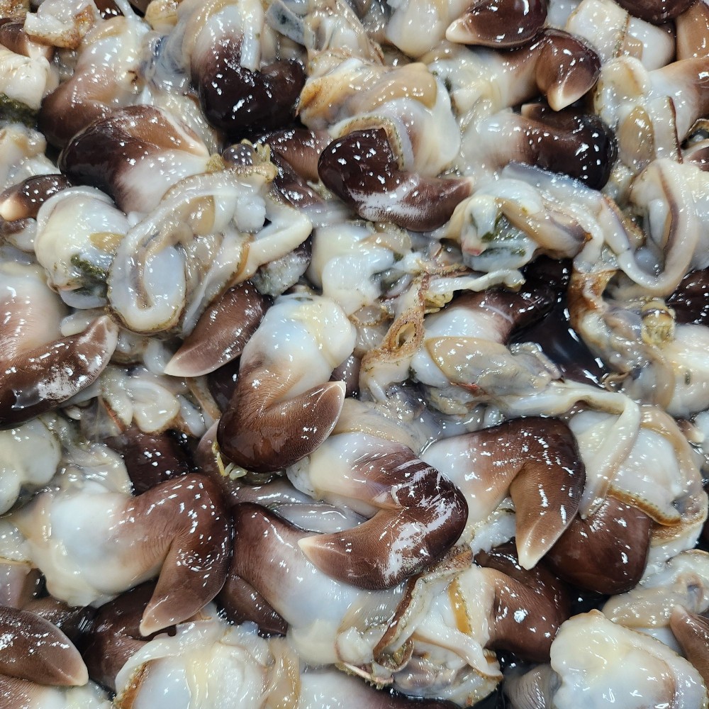 남해안 여수 횟감 샤브용 손질 검정 새조개 200g 10미 내외