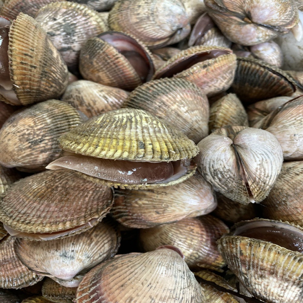 남해안 여수 횟감 샤브용 손질 검정 새조개 200g 10미 내외