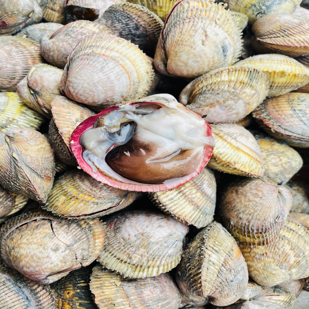 남해안 여수 횟감 샤브용 손질 검정 새조개 200g 10미 내외