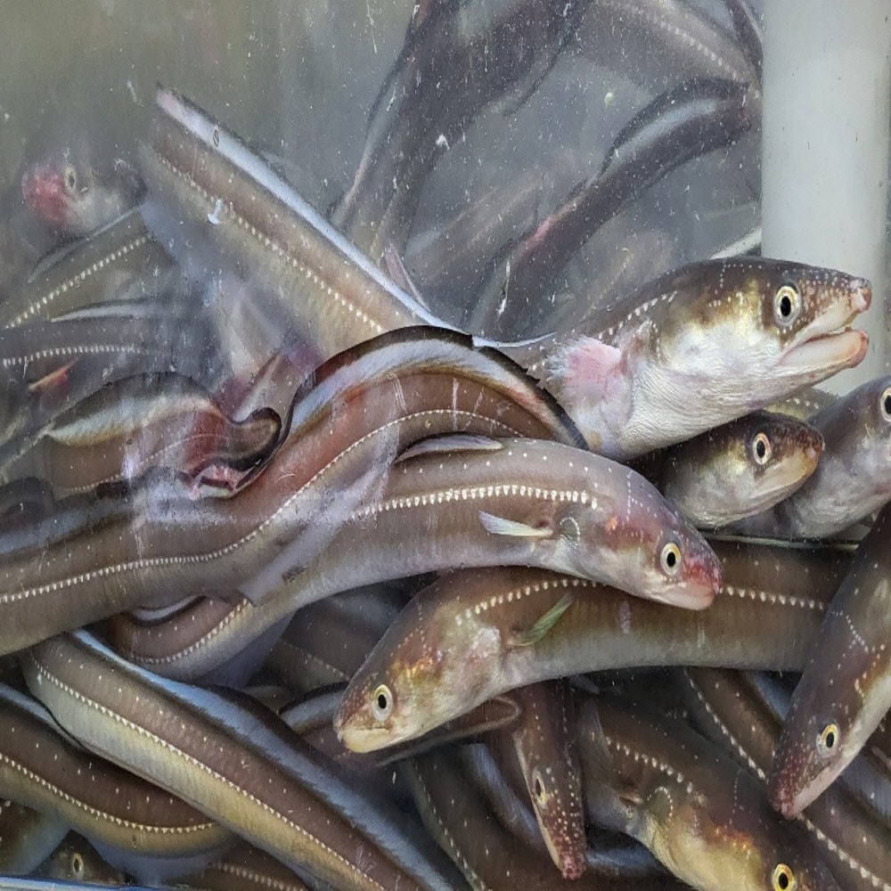 당일작업 아나고회 400g 순살 및 새꼬시 (원물 1kg) (붕장어,바닷장어 회)