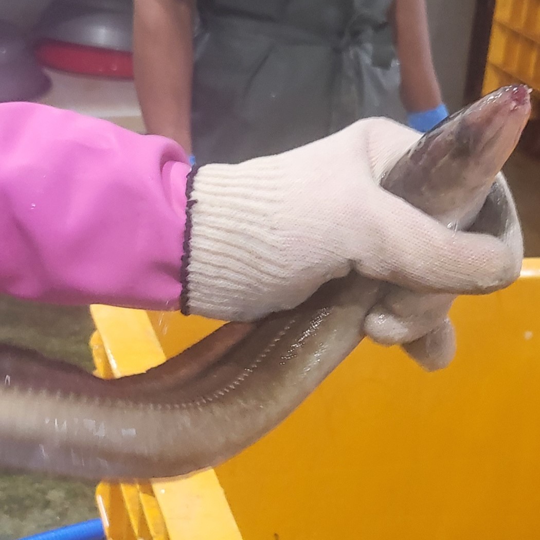 당일작업 아나고회 400g 순살 및 새꼬시 (원물 1kg) (붕장어,바닷장어 회)