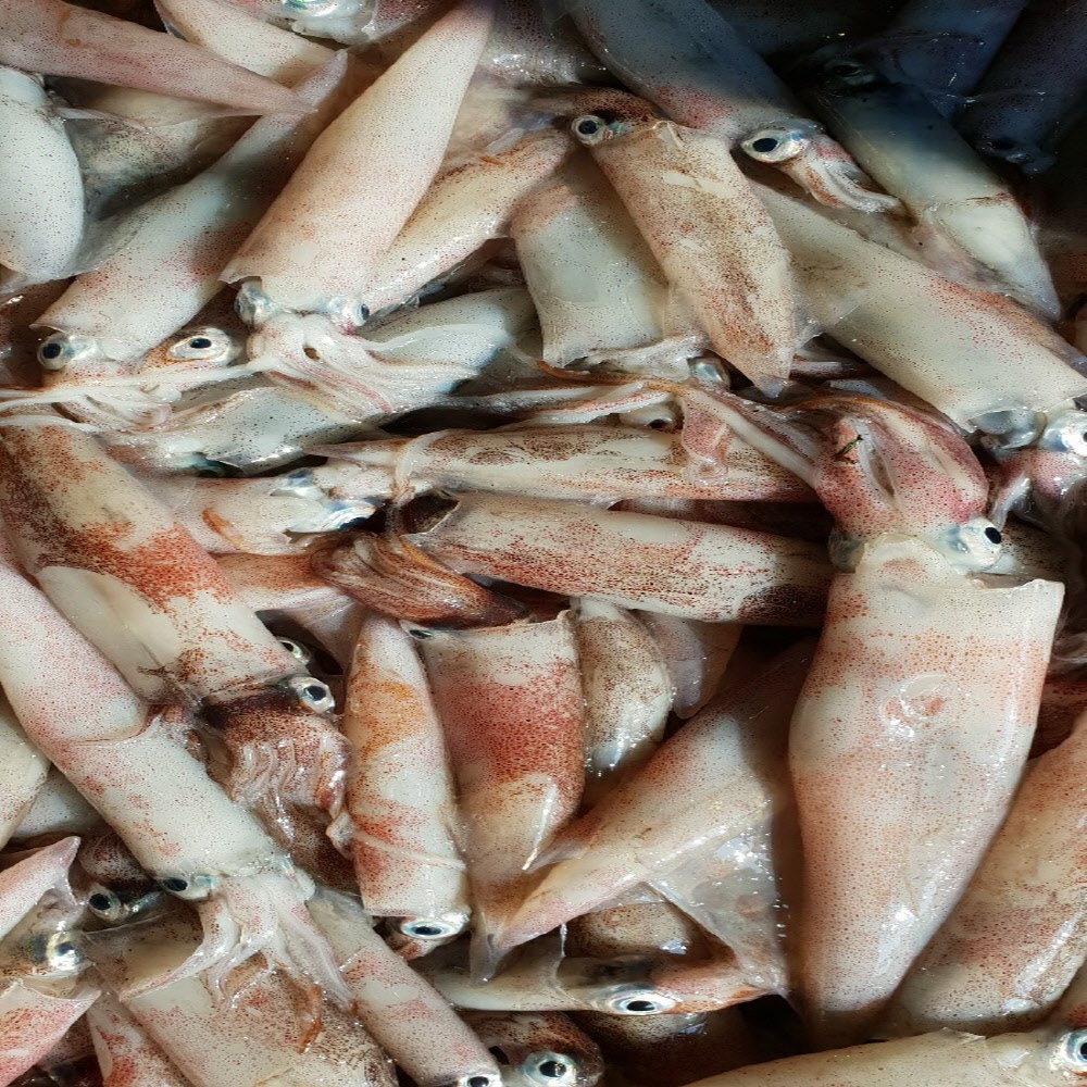 당일작업 자연산 급냉 한치 500g/1kg 소, 중 사이즈