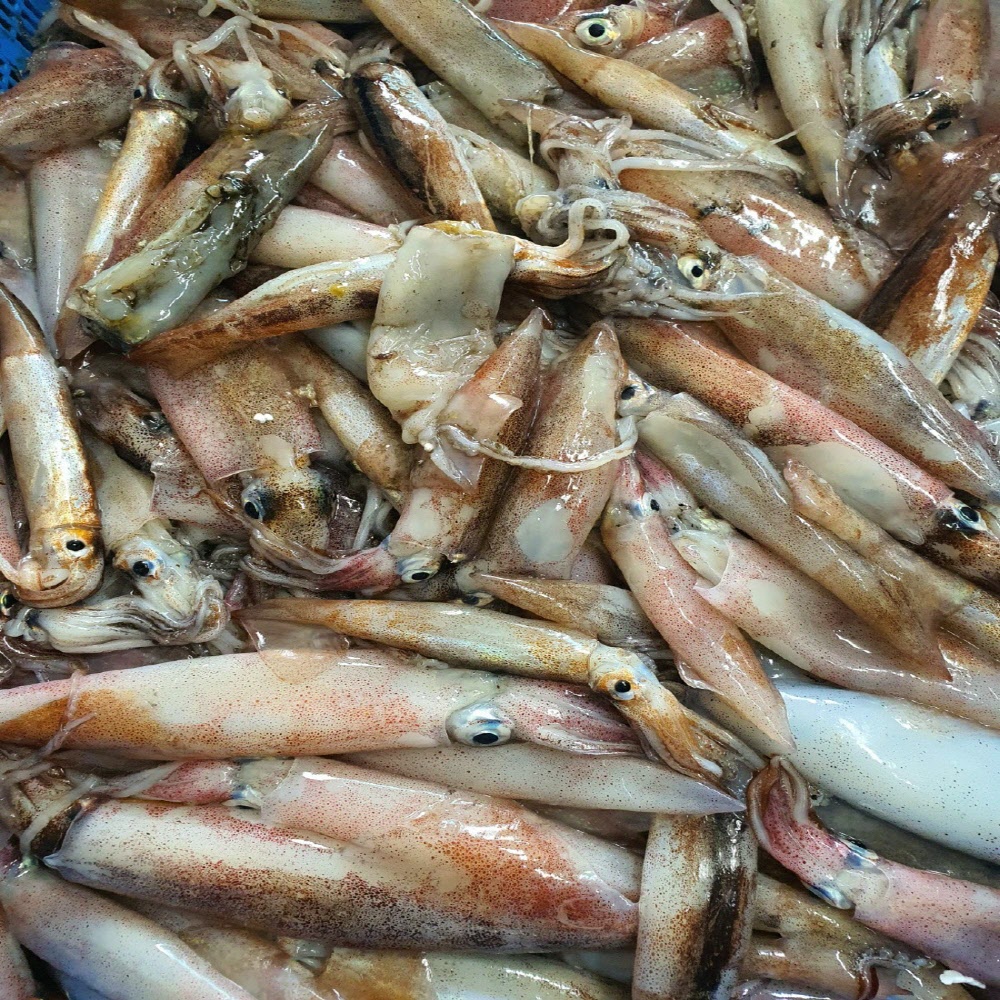 당일작업 자연산 급냉 한치 500g/1kg 소, 중 사이즈