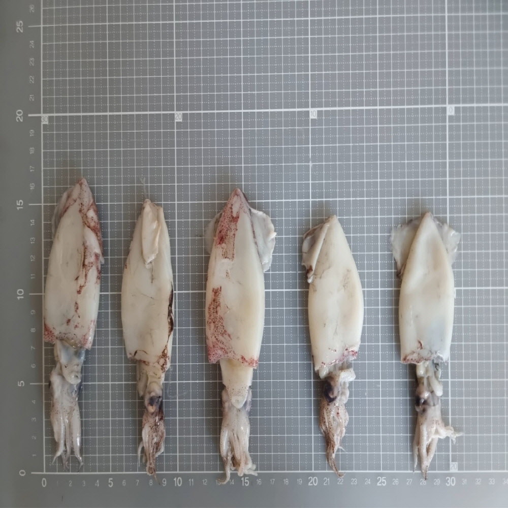 당일작업 자연산 급냉 한치 500g/1kg 소, 중 사이즈