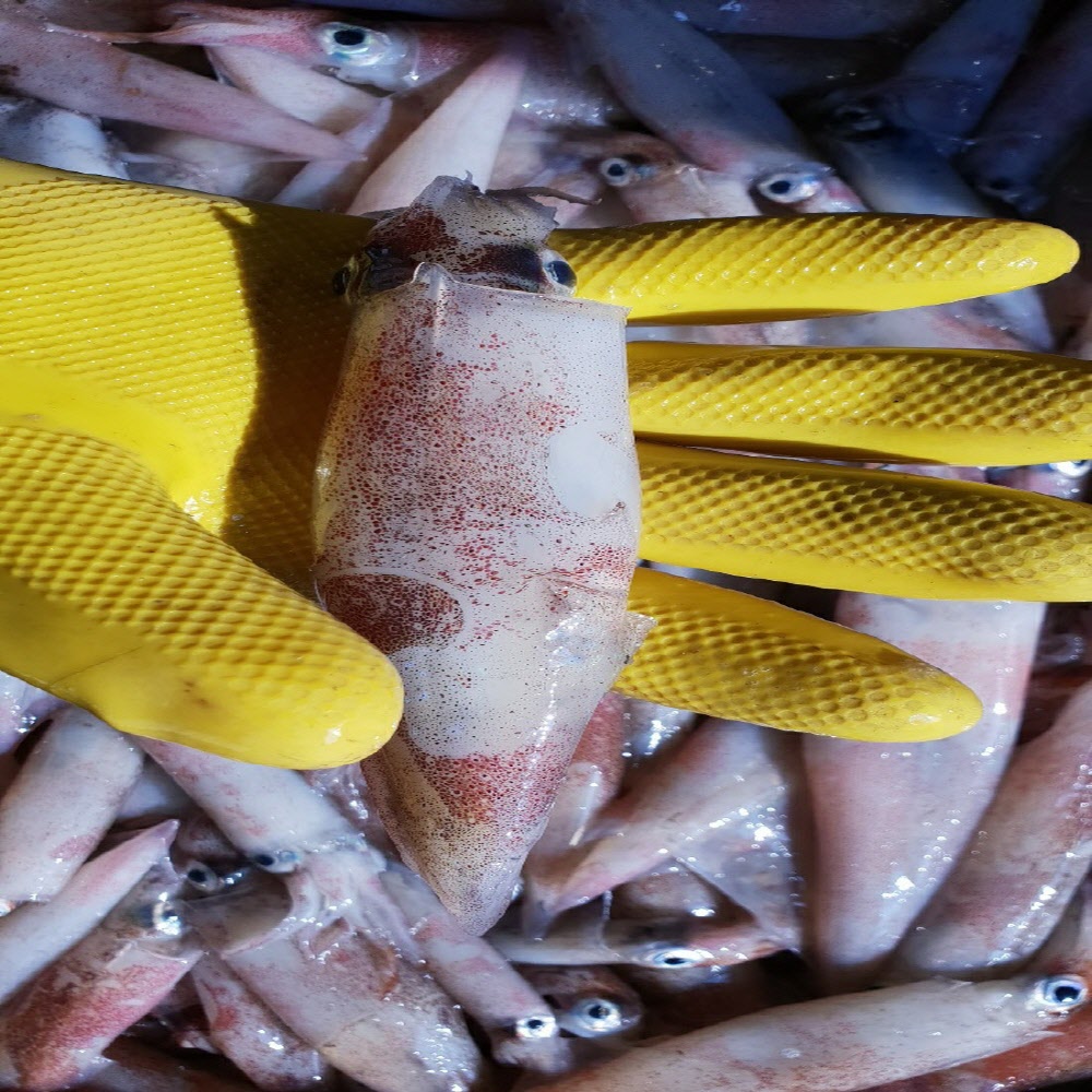 당일작업 자연산 급냉 한치 500g/1kg 소, 중 사이즈