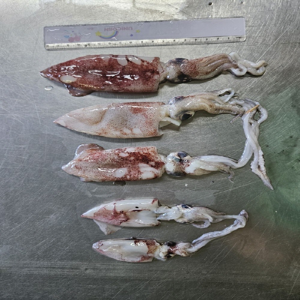 당일작업 자연산 급냉 한치 500g/1kg 소, 중 사이즈