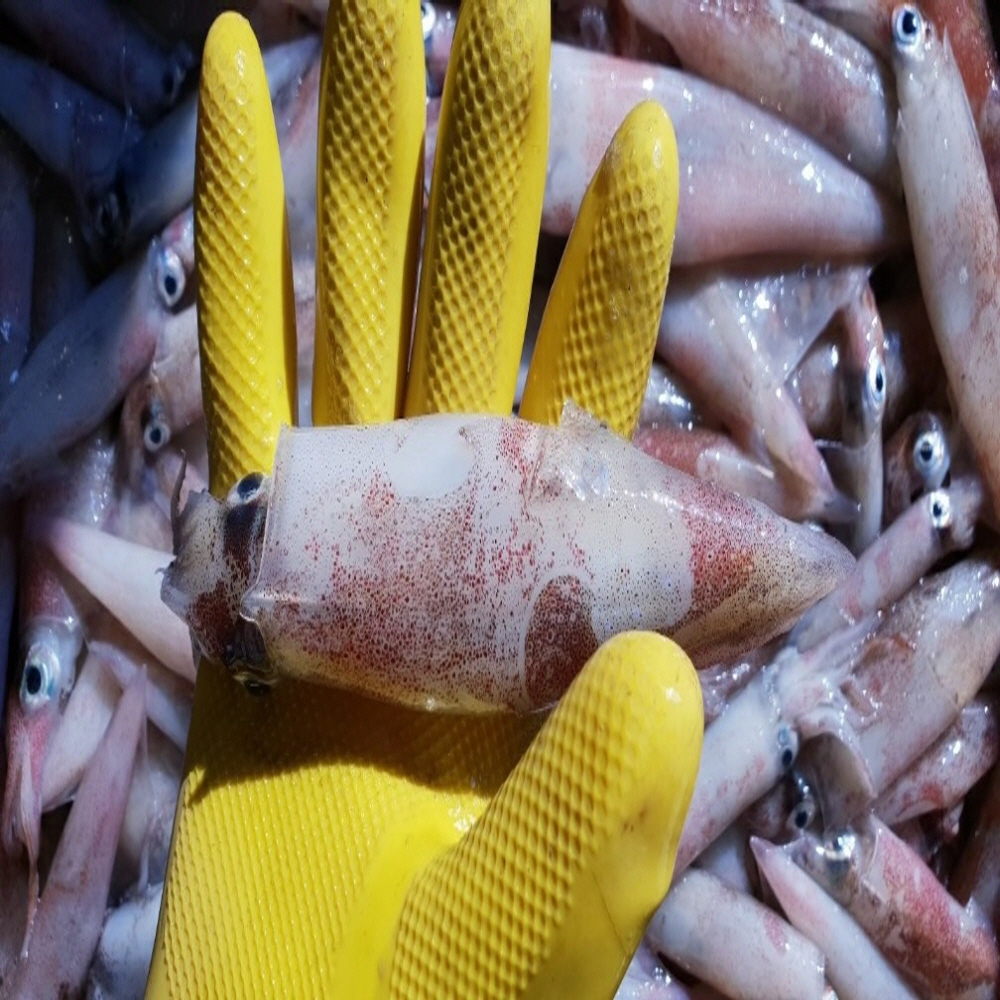 당일작업 자연산 급냉 한치 500g/1kg 소, 중 사이즈 대표이미지 섬네일
