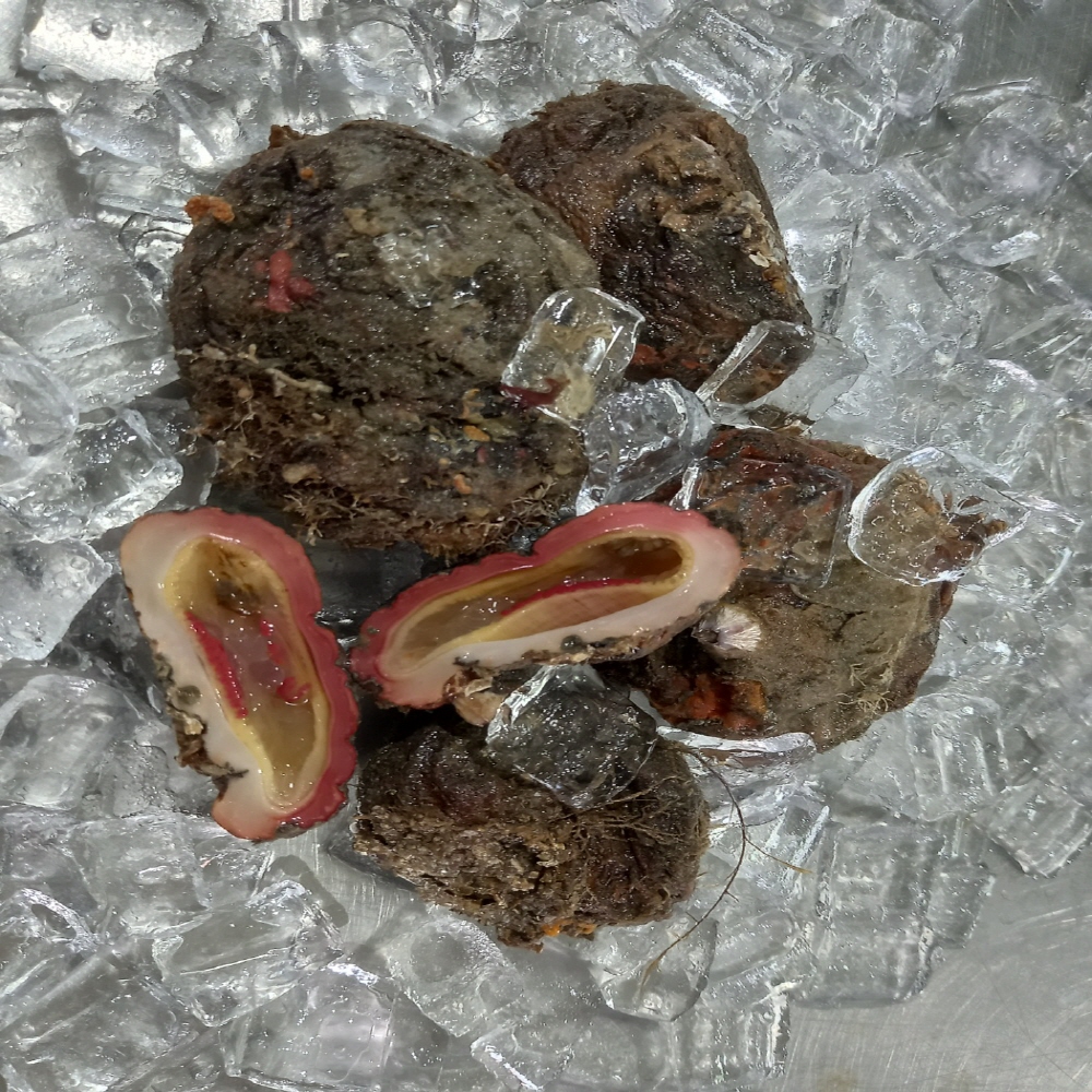 신선한 남해안 자연산 돌멍게 1kg 6~10미